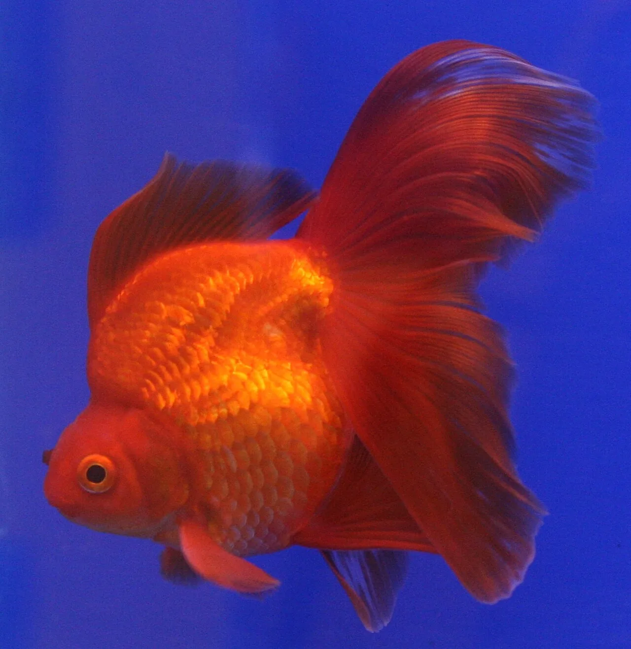 Ryukin (Carassius auratus var. Ryukin)