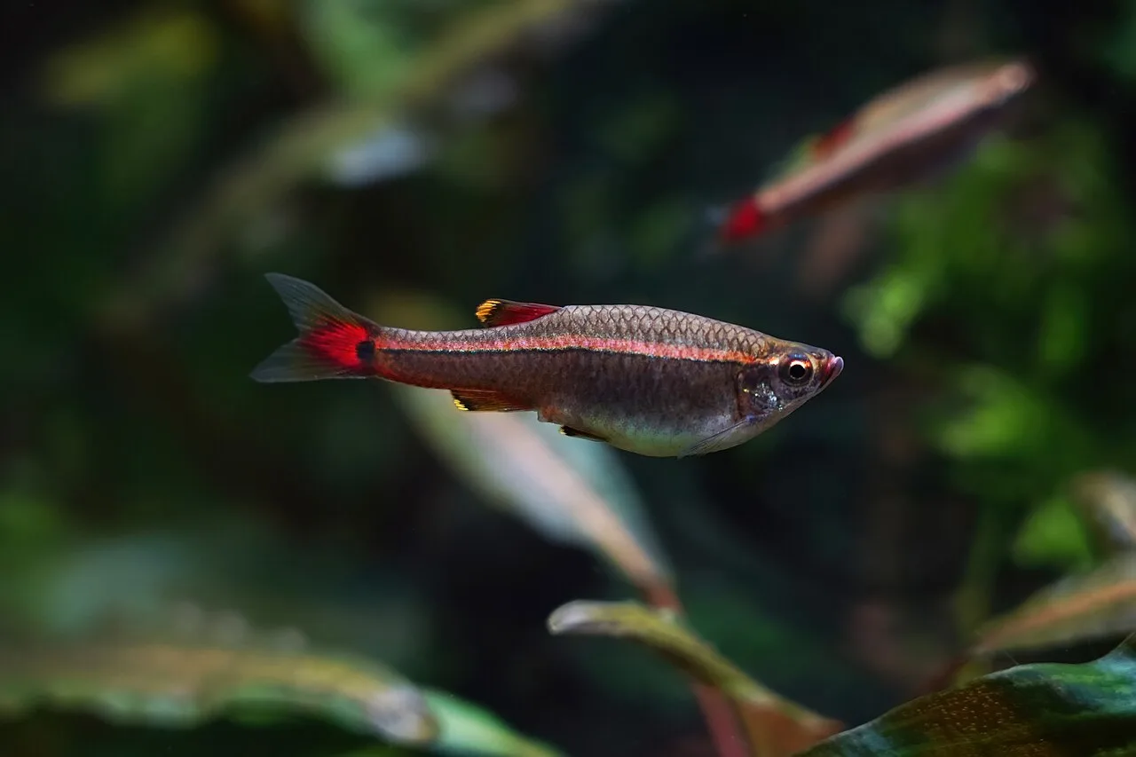 ilMioAcquario