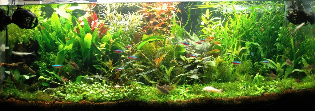 ilMioAcquario