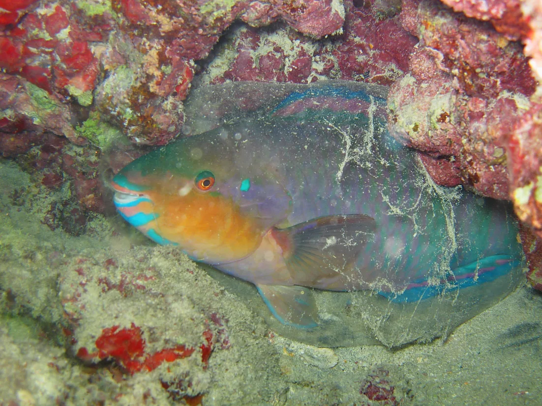 ilMioAcquario