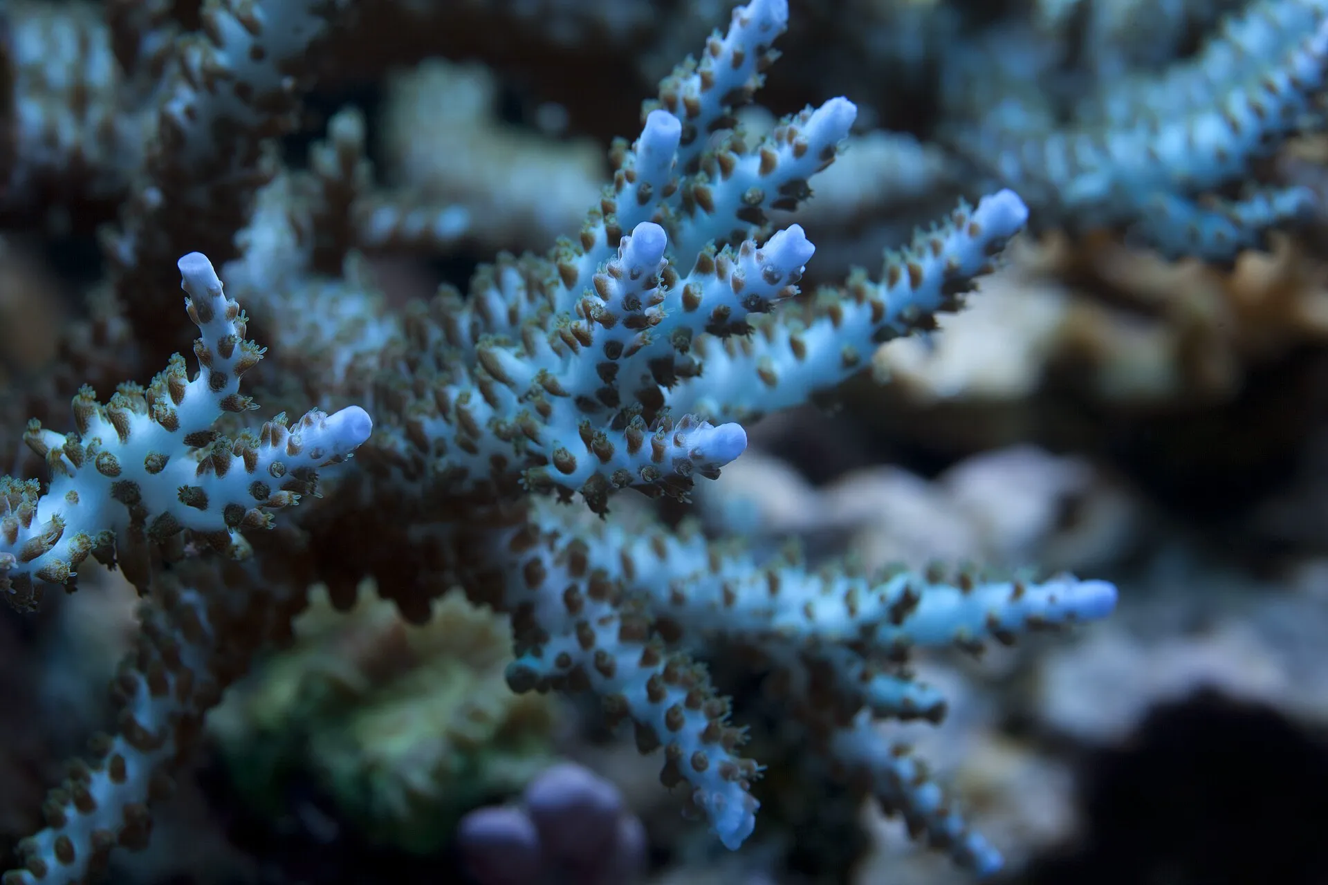 ilMioAcquario