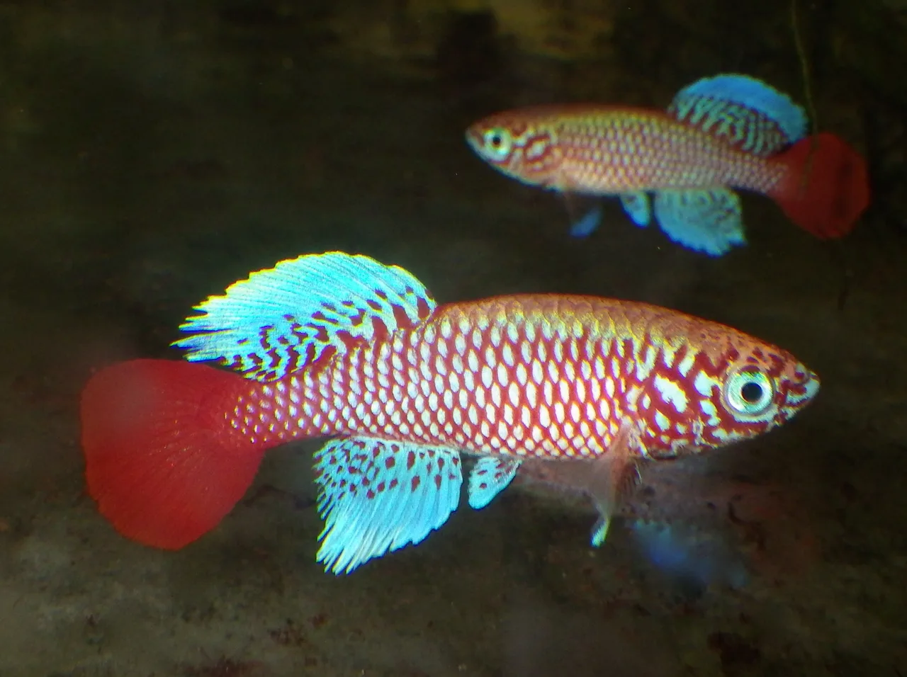 ilMioAcquario