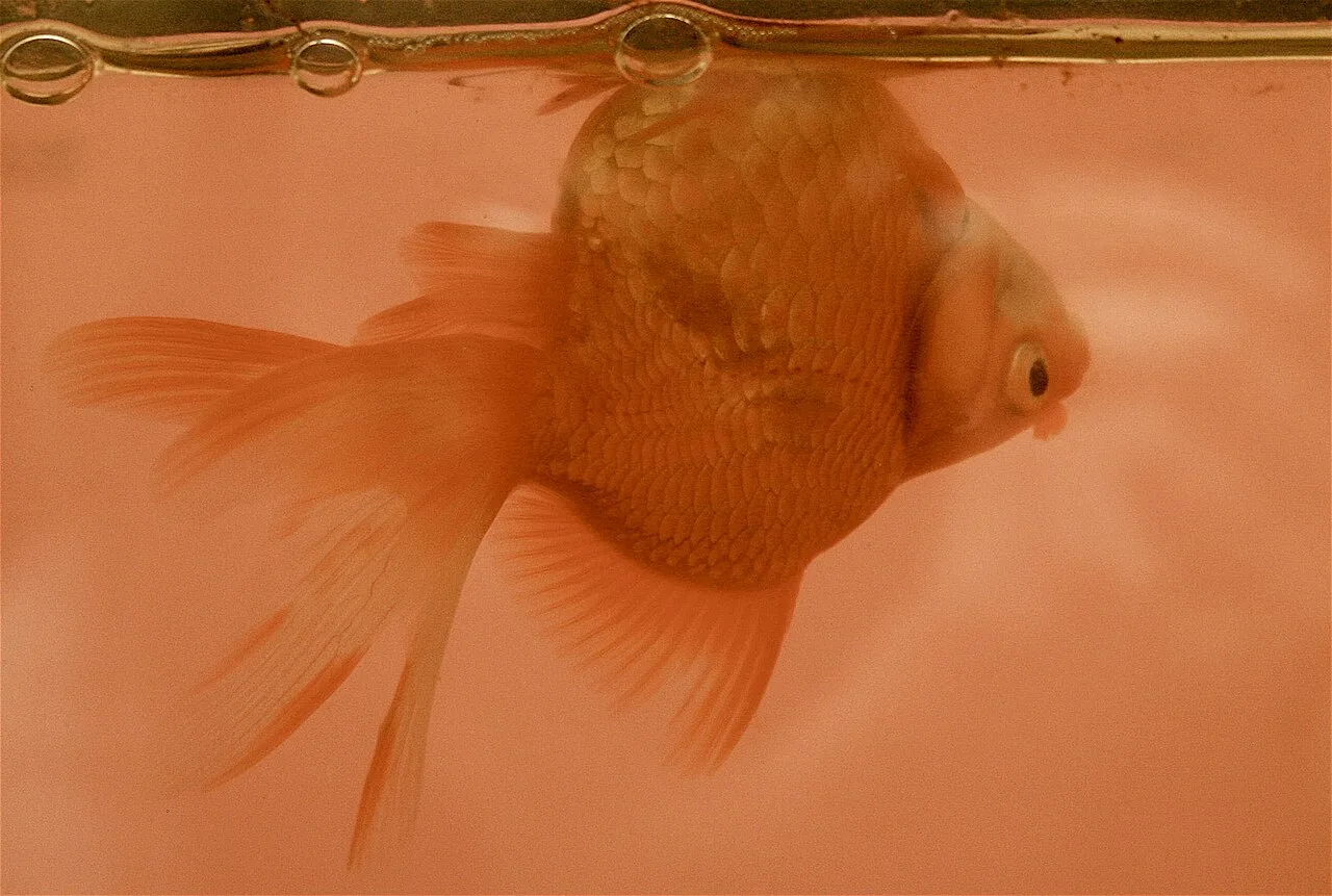 ilMioAcquario