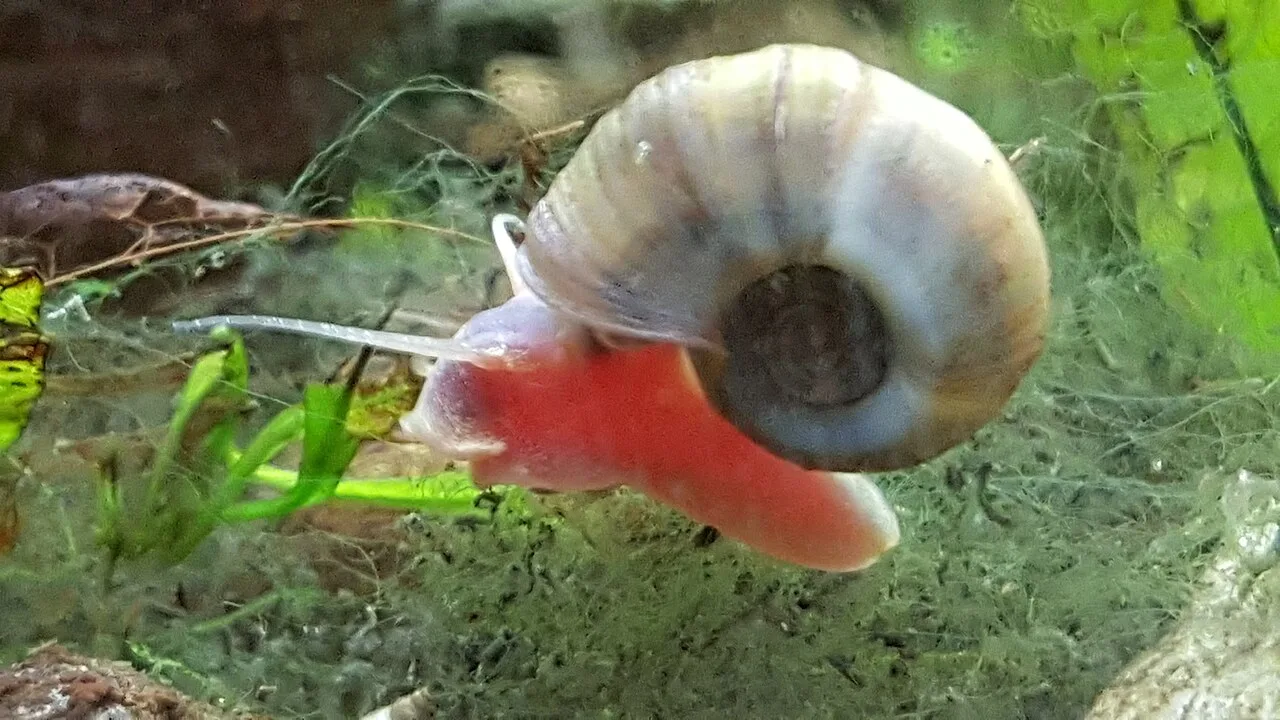 ilMioAcquario